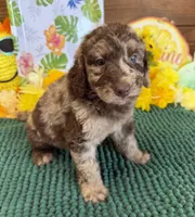 Speck, a male Miniature Labradoodle for sale in Gaffney, SC – 1 of 2