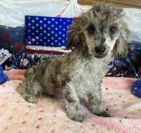 Puzzle, a male Poodle - Toy  for sale in Gaffney, SC – 2 of 4
