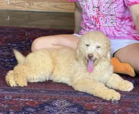 Sunshine, a male Labradoodle for sale in Gaffney, SC – 6 of 6