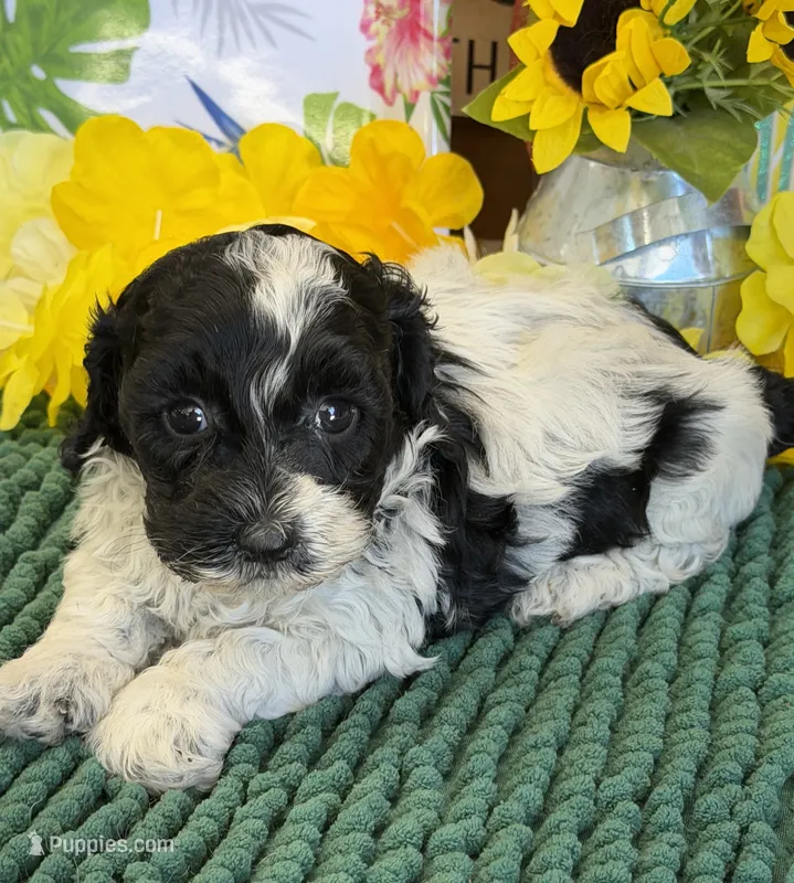 Molly – Cockapoo puppy for sale in Gaffney, SC