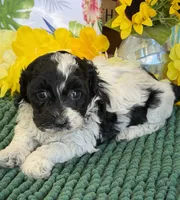 Molly, a female Cockapoo for sale in Gaffney, SC – 1 of 3