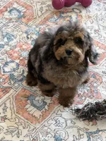 Bella, a female Cockapoo for sale in Gaffney, SC – 4 of 5