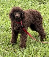 Hershall, a male Poodle - Miniature  for sale in Gaffney, SC – 2 of 10