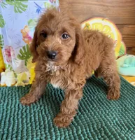 Piper, a female Miniature Labradoodle for sale in Gaffney, SC – 1 of 3