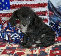 Cory, a male Poodle - Toy  for sale in Gaffney, SC – 2 of 3