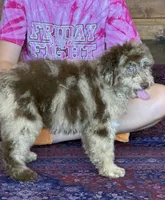Sally, a female Miniature Labradoodle for sale in Gaffney, SC – 8 of 8