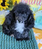 Cory, a male Poodle - Toy  for sale in Gaffney, SC – 1 of 3