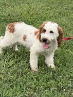 Carl, a male Miniature Labradoodle for sale in Gaffney, SC – 2 of 8