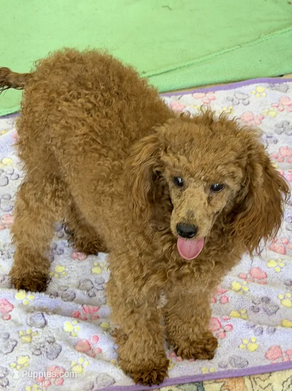 Lacy – Poodle - Toy  puppy for sale in Gaffney, SC