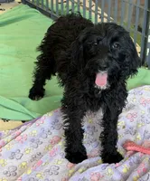 Jet, a female Miniature Labradoodle for sale in Gaffney, SC – 6 of 6