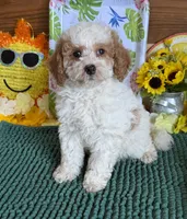 Bonnie, a female Miniature Goldendoodle for sale in Gaffney, SC – 1 of 4