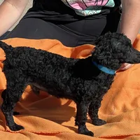 Ebony, a male Poodle - Toy  for sale in Gaffney, SC – Photo 4 of 6