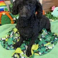 Ebony, a male Poodle - Toy  for sale in Gaffney, SC – Photo 5 of 6