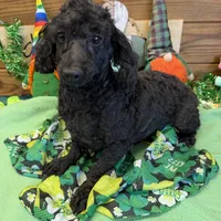 Ebony, a male Poodle - Toy  for sale in Gaffney, SC – Photo 1 of 6