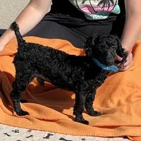 Ebony, a male Poodle - Toy  for sale in Gaffney, SC – Photo 2 of 6