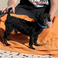 Ebony, a male Poodle - Toy  for sale in Gaffney, SC – Photo 3 of 6