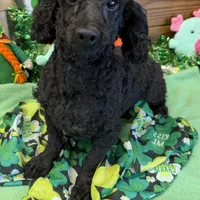 Ebony, a male Poodle - Toy  for sale in Gaffney, SC – Photo 6 of 6