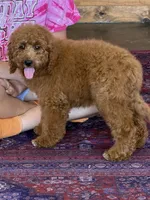 Maverick, a male Miniature Labradoodle for sale in Gaffney, SC – 3 of 4