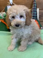 Butters, a female Miniature Goldendoodle for sale in Gaffney, SC – Photo 2 of 3