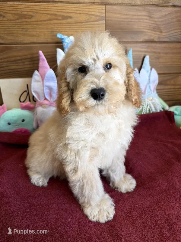 Butters – Miniature Goldendoodle puppy for sale in Gaffney, SC