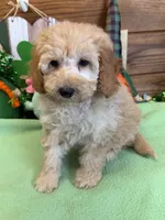 Butters, a female Miniature Goldendoodle for sale in Gaffney, SC – Photo 3 of 3