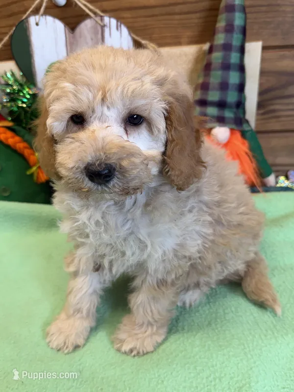 Butters – Miniature Goldendoodle puppy for sale in Gaffney, SC