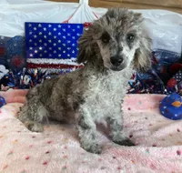 Puzzle, a male Poodle - Toy  for sale in Gaffney, SC – 3 of 4