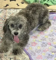 Puzzle, a male Poodle - Miniature  for sale in Gaffney, SC – 6 of 7
