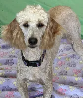 Ben, a male Poodle - Miniature  for sale in Gaffney, SC – 2 of 3
