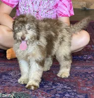 Sally, a female Miniature Labradoodle for sale in Gaffney, SC – 6 of 8