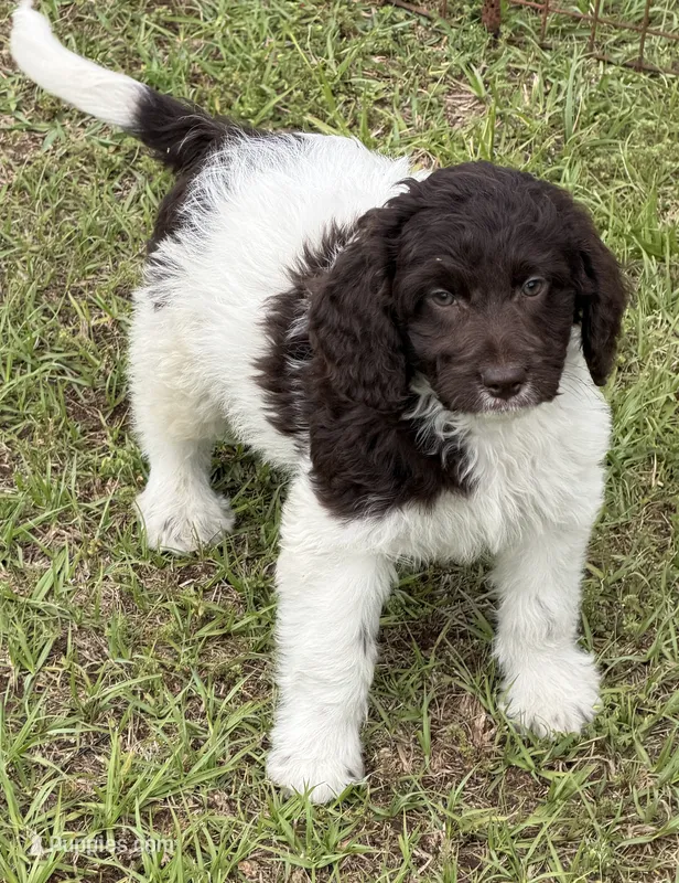 Maxx – Miniature Goldendoodle puppy for sale in Gaffney, SC
