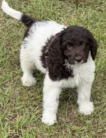 Maxx, a male Miniature Goldendoodle for sale in Gaffney, SC – 1 of 5