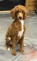 Fireball, a male Poodle - Miniature  for sale in Gaffney, SC – 1 of 6