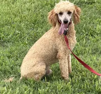 Ben, a male Poodle - Miniature  for sale in Gaffney, SC – 2 of 6