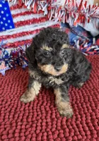 Playboy, a male Poodle - Toy  for sale in Gaffney, SC – 3 of 3