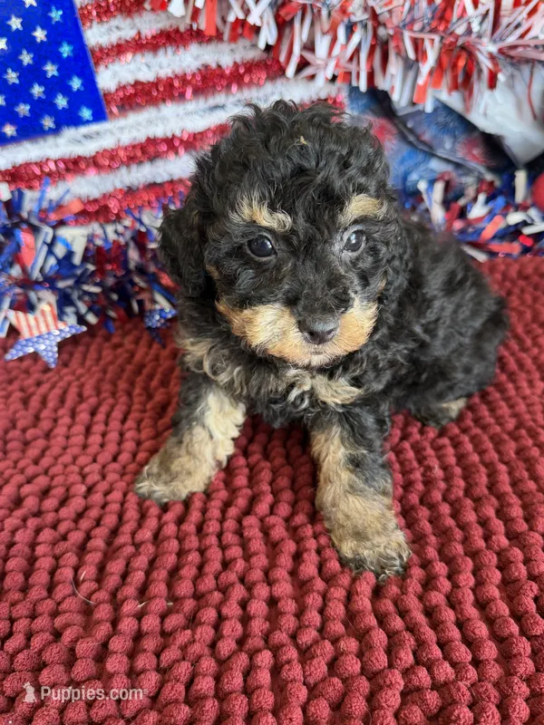 Playboy – Poodle - Toy  puppy for sale in Gaffney, SC