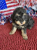 Playboy, a male Poodle - Toy  for sale in Gaffney, SC – 1 of 3