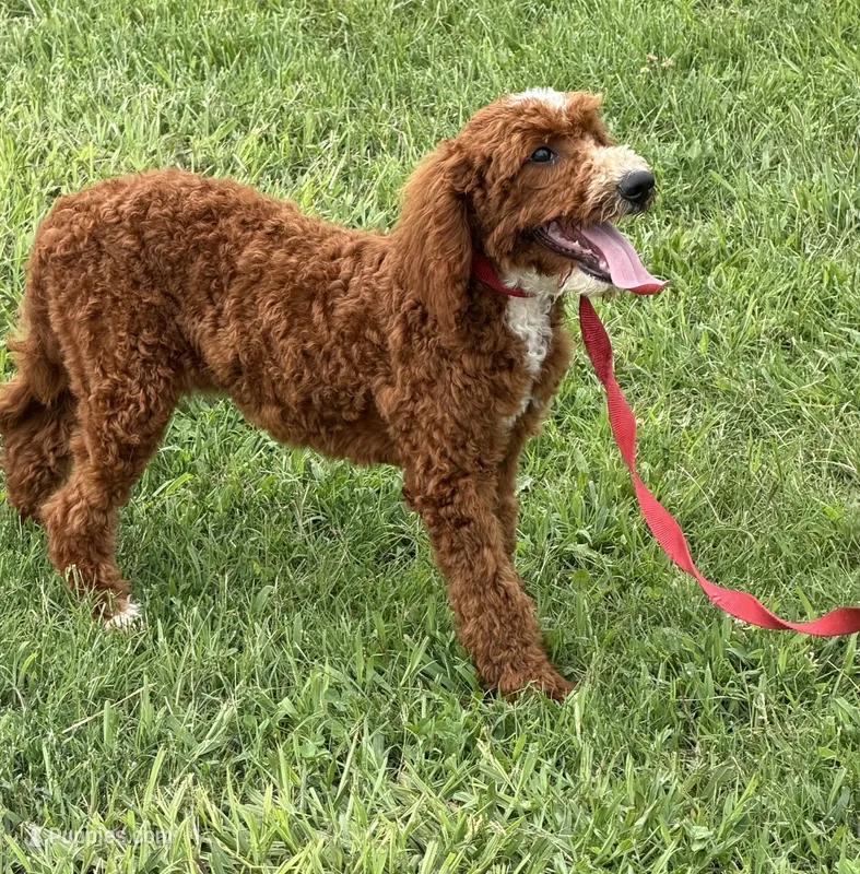 Casanova – Miniature Labradoodle puppy for sale in Gaffney, SC