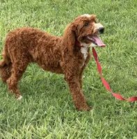 Casanova, a male Miniature Labradoodle for sale in Gaffney, SC – 1 of 6