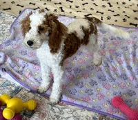 Rita, a female Miniature Goldendoodle for sale in Gaffney, SC – 3 of 7