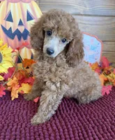Flannigan, a male Poodle - Miniature  for sale in Gaffney, SC – 2 of 3