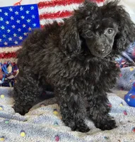 Lilly, a female Poodle - Toy  for sale in Gaffney, SC – 3 of 3