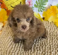 Hank, a male Poodle - Toy  for sale in Gaffney, SC – 2 of 3