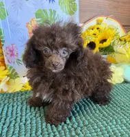 Cocoa, a female Poodle - Toy  for sale in Gaffney, SC – 4 of 4