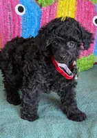 Lilly, a female Poodle - Toy  for sale in Gaffney, SC – Photo 3 of 4