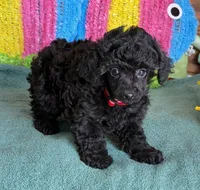 Lilly, a female Poodle - Toy  for sale in Gaffney, SC – Photo 4 of 4