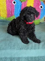 Lilly, a female Poodle - Toy  for sale in Gaffney, SC – Photo 2 of 4