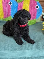 Lilly, a female Poodle - Toy  for sale in Gaffney, SC – Photo 1 of 4