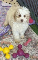Spirit, a male Miniature Goldendoodle for sale in Gaffney, SC – 2 of 9