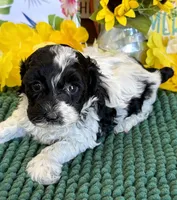 Molly, a female Cockapoo for sale in Gaffney, SC – 2 of 3
